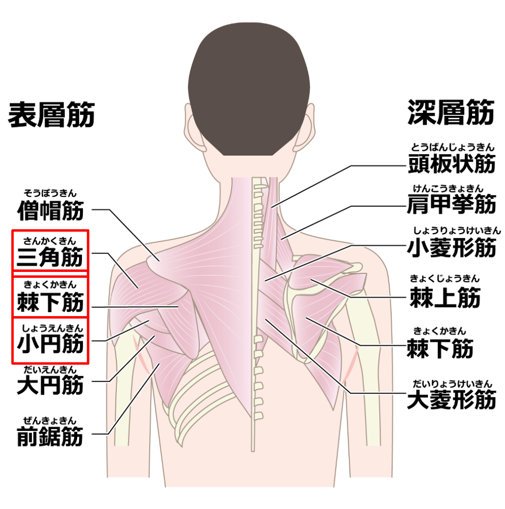 肩関節の後面筋